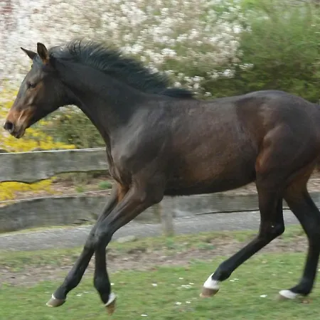 Hotel Up De Birke Ladbergen