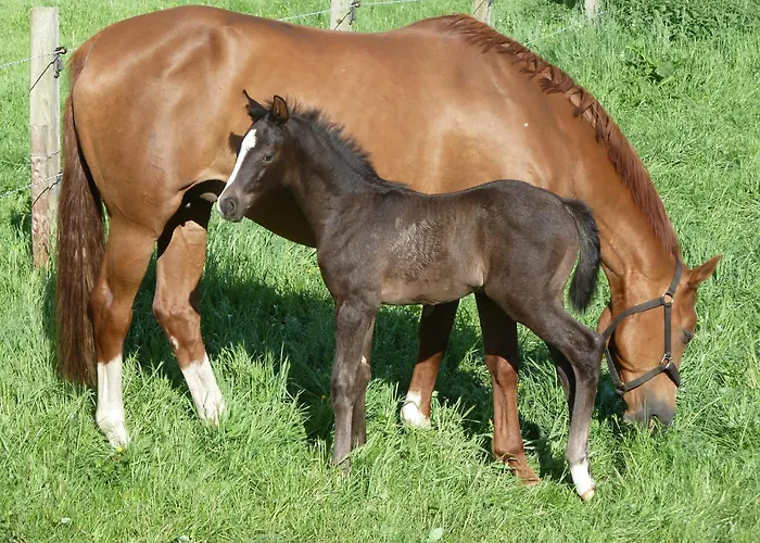 Up De Birke Ladbergen