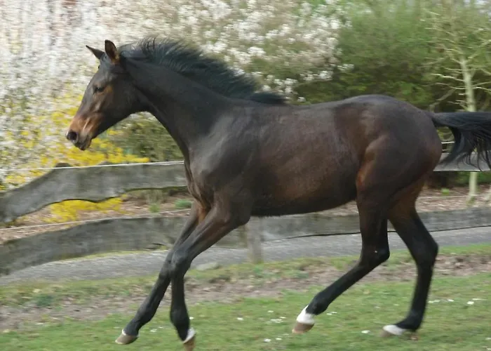Ξενοδοχείο Up De Birke Ladbergen